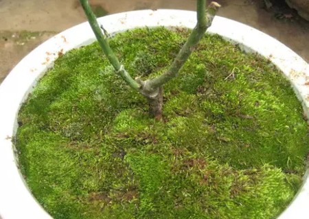 盆景苔藓制作图解5