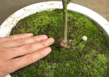 盆景苔藓制作图解6