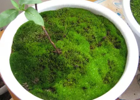 盆景苔藓制作图解1