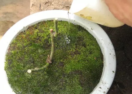 盆景苔藓制作图解7