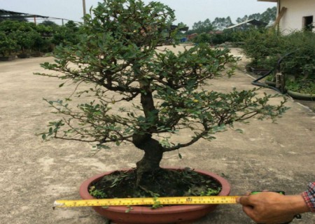 榉树盆景制作方法