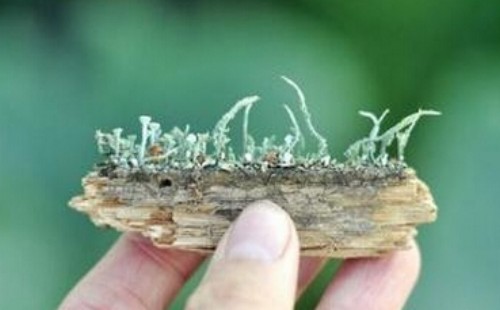自己动手制作石栽盆景的方法5