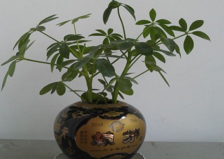 盆栽酒瓶盆景制作方法6