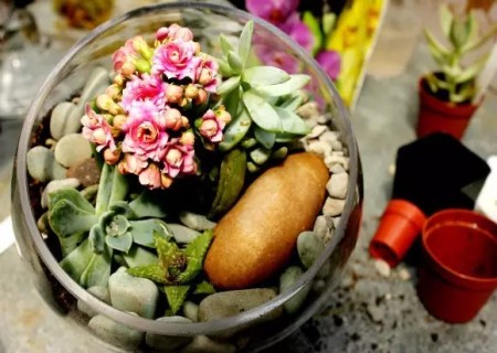 DIY植物玻璃盆栽6