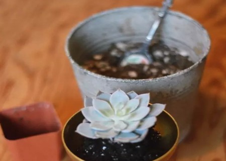 鸡尾酒杯DIY多肉盆栽7