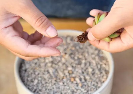 多肉植物如何组盆3