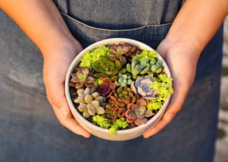 多肉植物如何组盆7