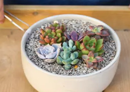 多肉植物如何组盆5