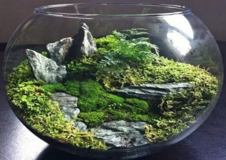 朽木苔藓盆景制作方法2