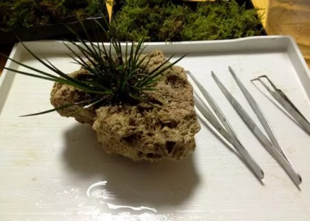 石菖蒲盆景制作方法10