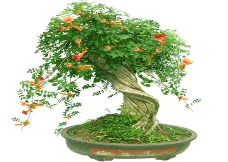 怎样制作凌霄花盆景