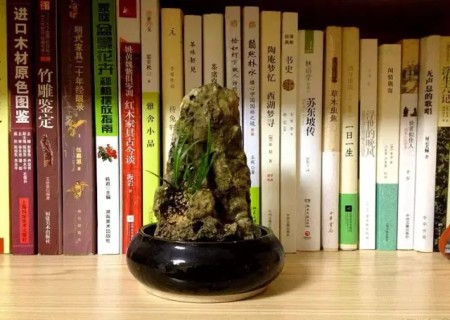 石菖蒲盆景制作方法13