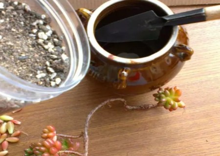 虹之玉老桩小盆景制作方法5