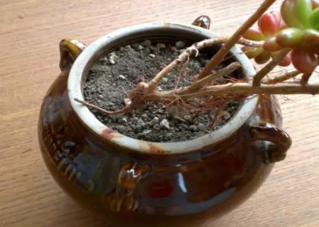 虹之玉老桩小盆景制作方法6