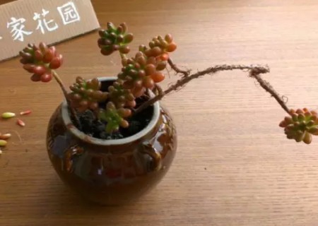 虹之玉老桩小盆景制作方法7