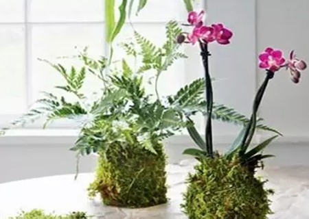 苔玉球盆景DIY自制方法图解5