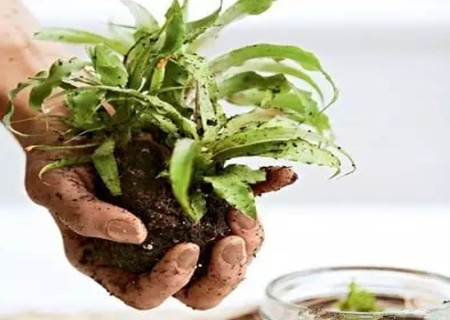 苔玉球盆景DIY自制方法图解3