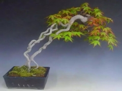 盆景怎么提根