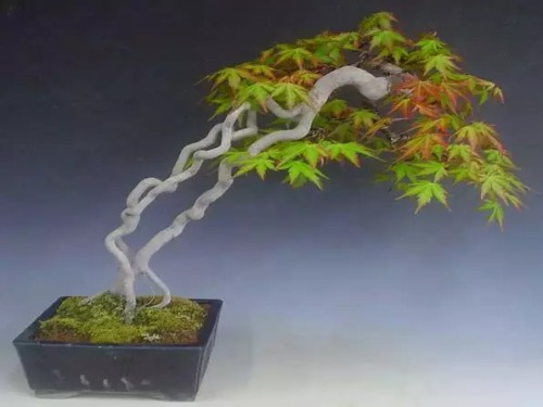 盆景提根