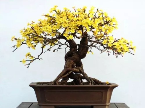 迎春花盆景