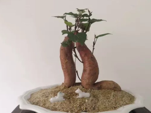地瓜盆景图片6