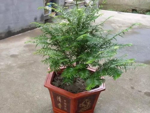红豆杉盆景图片