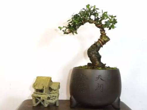 冬青盆景图片