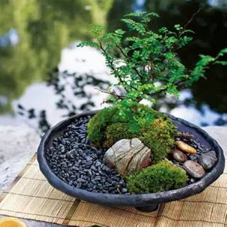 冬青盆景制作方法