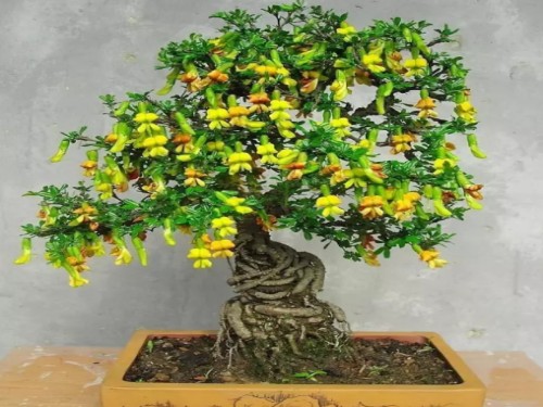 金雀花盆景