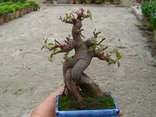 微型树木盆景图片