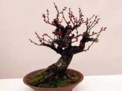 红梅盆景制作方法