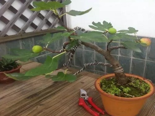 无花果盆景