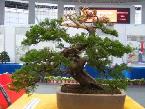 柏树盆景制作15