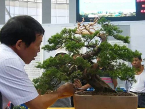 柏树盆景制作14