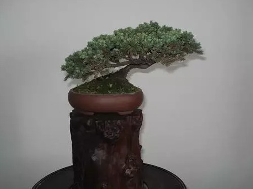 地柏盆景