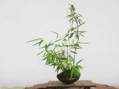 竹子盆景制作方法