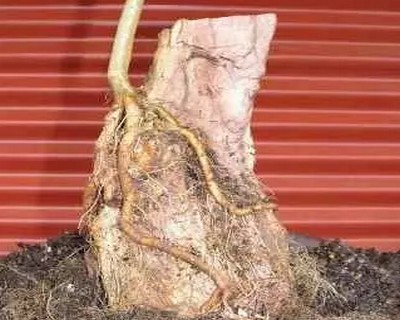 三角枫附石盆景制作方法10