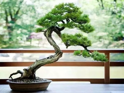 松树盆景图片