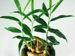 生姜盆景制作方法