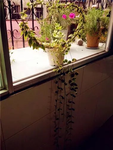 心形铁丝造型盆景制作1
