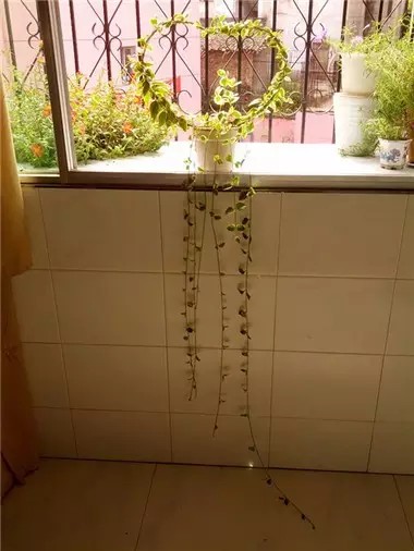 心形铁丝造型盆景制作方法6