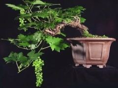 葡萄盆景栽培技术