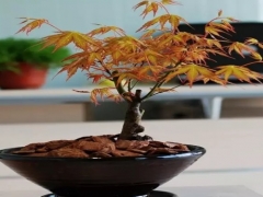 红枫盆景制作方法