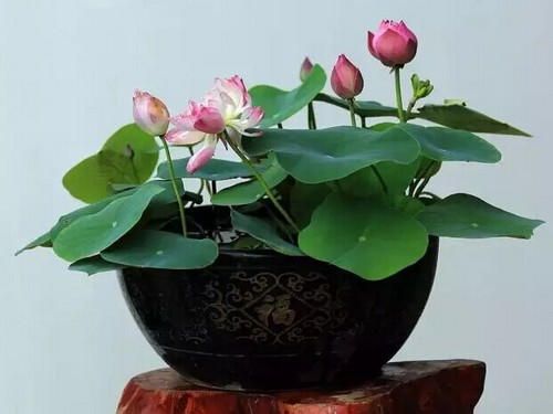 荷花盆景图片