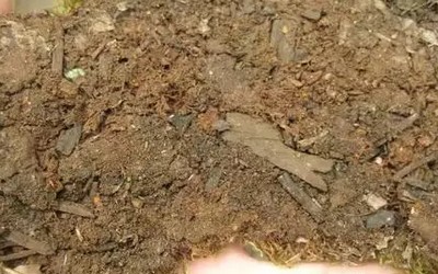 苔藓盆景的制作步骤6