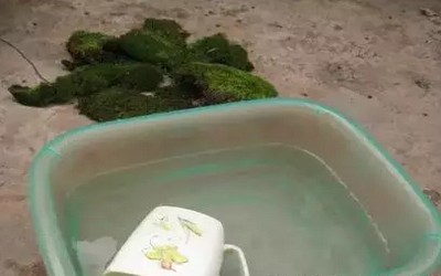 苔藓盆景的制作步骤5