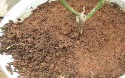 苔藓盆景的制作步骤4