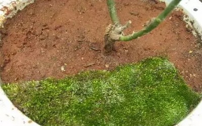 苔藓盆景的制作步骤8