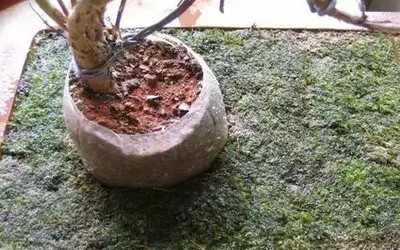 苔藓盆景的制作步骤16
