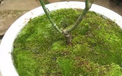 苔藓盆景的制作步骤11